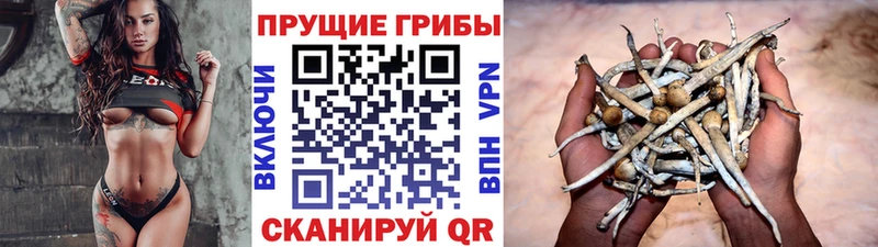 купить   Кольчугино  Псилоцибиновые грибы Psilocybe 