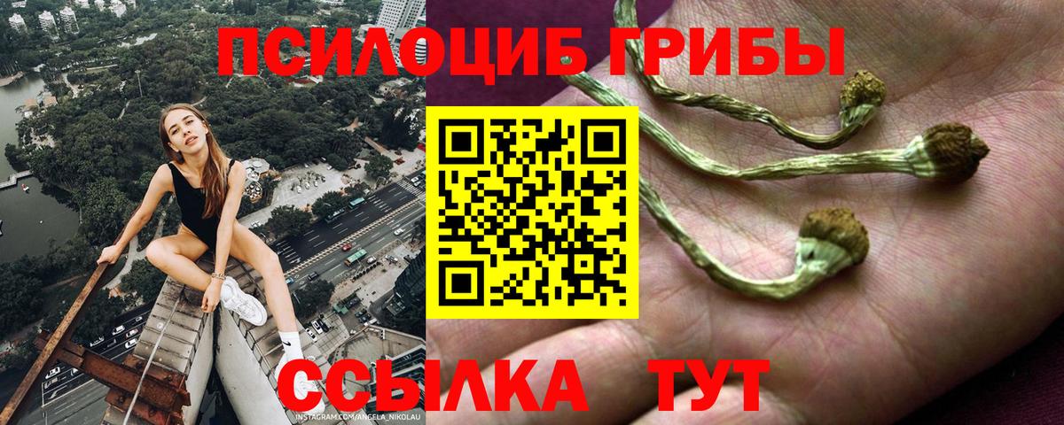 Кольчугино  Галлюциногенные грибы Psilocybe  Вход с VPN 